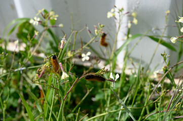 Caterpillars thrive among wildflowers in a vibrant garden during a sunny day in springtime