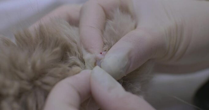A drop of blood is placed on the kitten's ear to perform a glucose test. The veterinarian, wearing gloves, gently squeezes the kitten's ear to take a blood sample to test the glucose level.