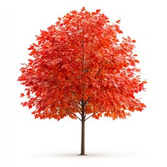 A vibrant red maple tree showcasing its stunning autumn foliage against a white backdrop.