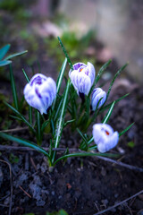 Flowering violet crocus in early spring. Plural crocuses in the garden with sunlight. Spring nature background. Close up  