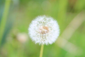 タンポポの綿毛
