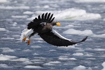 Steller's sea eagle (Haliaeetus pelagicus), also known as the Pacific sea eagle or white-shouldered...