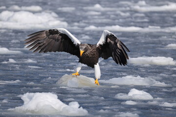 Steller's sea eagle (Haliaeetus pelagicus), also known as the Pacific sea eagle or white-shouldered eagle, is a very large diurnal bird of prey in the family Accipitridae.