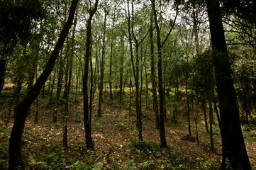 Fototapeta premium sun rays in the forest
