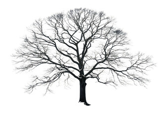Fototapeta premium tree silhouette vector