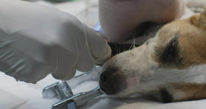 Gastroscopy of a dog's stomach. Veterinarians perform a gastroscopy on an anesthetized dog by gently inserting a medical probe into the dog's mouth for diagnostic purposes. Part of a series.