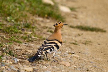 (Upupa epops), sitting on the ground and looking for food