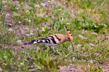 (Upupa epops), sitting on the ground and looking for food