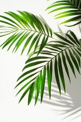 Bright palm leaves casting clear shadows on white wall under sunlight in minimal tropical summer composition