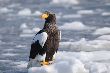 Steller's sea eagle (Haliaeetus pelagicus), also known as the Pacific sea eagle or white-shouldered eagle, is a very large diurnal bird of prey in the family Accipitridae.