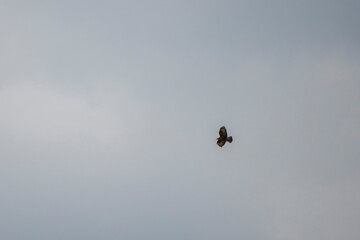 A beautiful eagle flying in the sky
