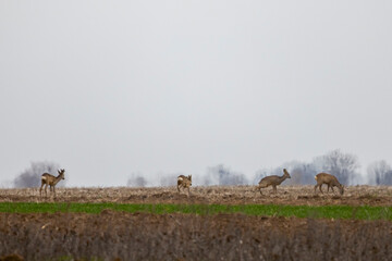 Deer in a plowed agricultural field on a spring day