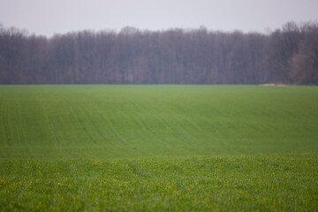 an agricultural field with green wheat and a forest in the background
