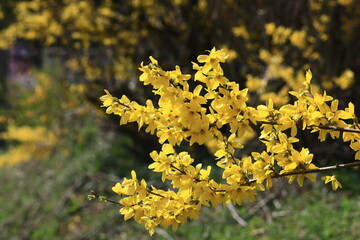 黄金色の花が爆発するように咲く