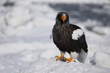 Steller's sea eagle (Haliaeetus pelagicus), also known as the Pacific sea eagle or white-shouldered eagle, is a very large diurnal bird of prey in the family Accipitridae.