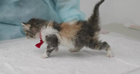 A kitten at the vet. A vet in a lab coat and gloves carefully examines a playful kitten, adorned with a red ribbon, on an examination table, ensuring the health and well-being of the pet.
