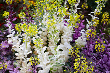 Cabbage ornamental in the flower garden