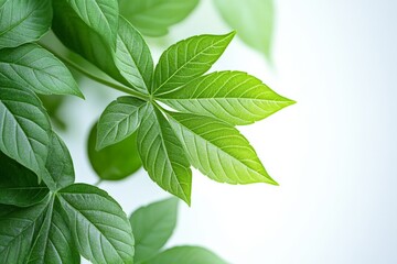 Fototapeta premium Emerald green leaves in bright light showcase intricate textures and patterns, highlighting natural beauty and vibrancy of foliage