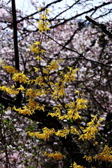 黄金色の花が爆発するように咲く