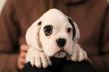 Beautiful white boxer puppy with brindle stains is posing inside in studio, nice portrait and funny...