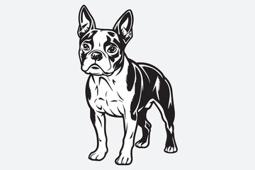 Boston Terrier dog Black and White Vector
