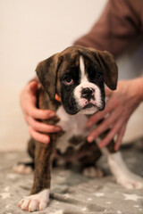 Beautiful cute funny  little brindle boxer puppy with white marks is posing inside in studio, nice portrait
