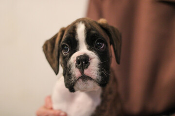 Beautiful cute funny  little brindle boxer puppy with white marks is posing inside in studio, nice portrait