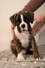 Beautiful cute funny  little brindle boxer puppy with white marks is posing inside in studio, nice portrait