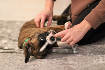 funny cute little brindle boxer puppy with white marks is posing inside in studio