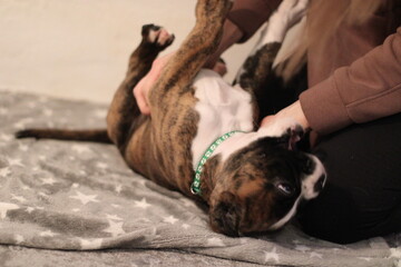 funny cute little brindle boxer puppy with white marks is posing inside in studio