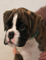 Beautiful cute funny  little brindle boxer puppy with white marks is posing inside in studio, nice portrait