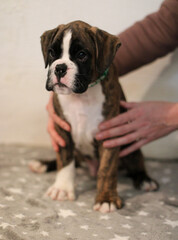 Beautiful cute funny  little brindle boxer puppy with white marks is posing inside in studio, nice portrait