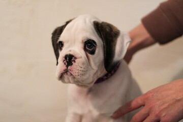 Beautiful white boxer puppy with brindle stains is posing inside in studio, nice portrait and funny expression