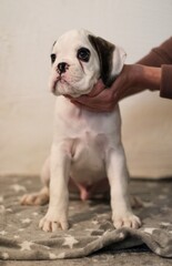 Beautiful white boxer puppy with brindle stains is posing inside in studio, nice portrait and funny expression