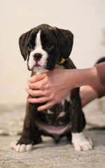 Beautiful cute funny  little brindle boxer puppy with white marks is posing inside in studio, nice portrait