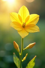 Obraz premium Delicate golden petals on a stem with soft sunlight filtering through, isolated on white background, soft focus, white background