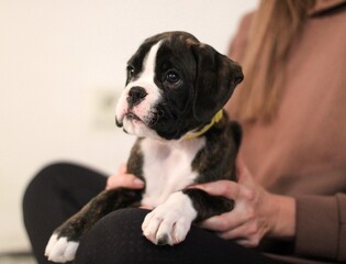Beautiful cute funny  little brindle boxer puppy with white marks is posing inside in studio, nice portrait