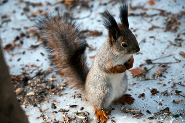 squirrel in the park