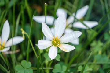タマスダレの白い花