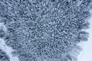 Winter pine forest, drone aerial view, in the Bavarian Alps, Germany
