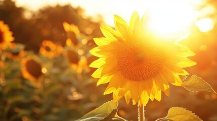 Fototapeta premium A close-up of a sunflower radiating warmth as the sunset paints the sky in golden hues.
