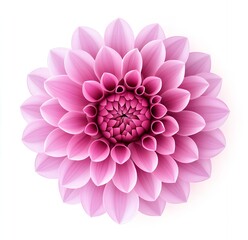 Fototapeta premium Stunning Pink Dahlia Flower Blossom Close Up Macro Shot Beautiful Floral Nature Image