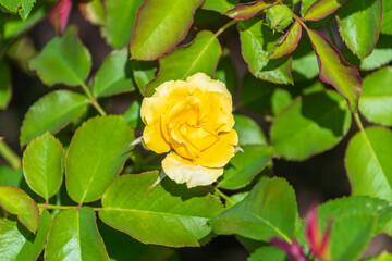 輝く黄色いバラの花