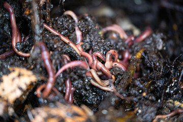 Macro view of Lumbricus terrestris: earthworms clustering in dark, moist garden soil. Essential for soil health.