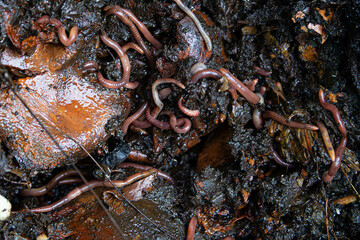 Dense group of earthworms actively decomposing organic matter during the vermicomposting process. Sustainable composting method.