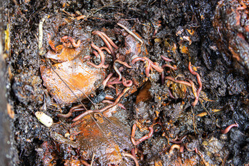 Close-up of earthworms decomposing organic waste in the vermicomposting process. Efficient and natural soil enrichment.