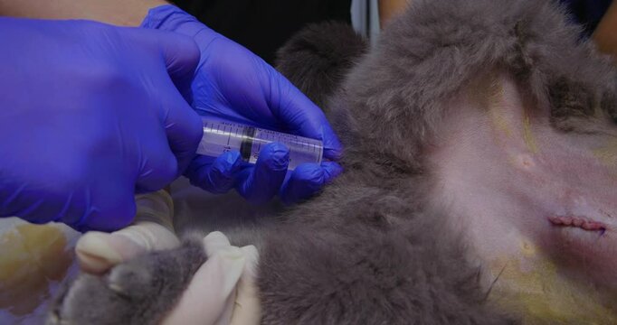 A professional veterinarian flushes a gray cat's urinary catheter during a medical procedure on an operating table. The doctor ensures proper care of the animal and hygiene of the urinary catheter.