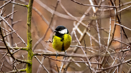 Great Tits, perched in trees at Hauxley Nature Reserve. 