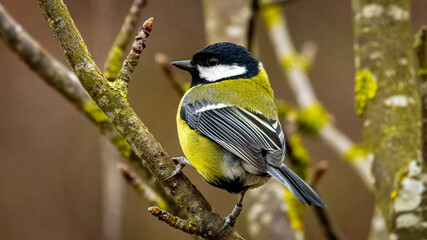Fototapeta premium Great Tits, perched in trees at Hauxley Nature Reserve. 