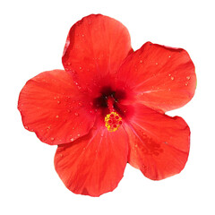 red hibiscus flower with small water drops isolated on white background